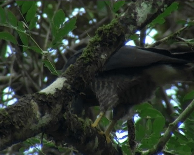 Double-toothed Kite - ML201092121