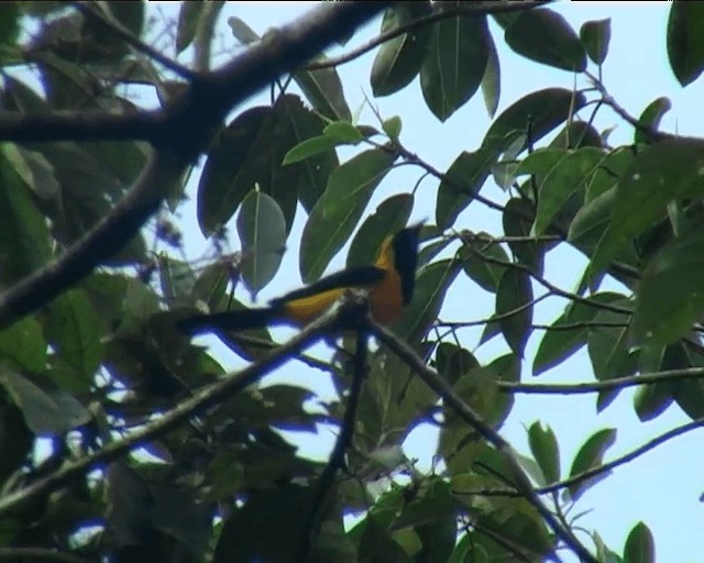 Yellow-backed Oriole - ML201092141