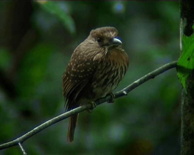 White-whiskered Puffbird - ML201092161