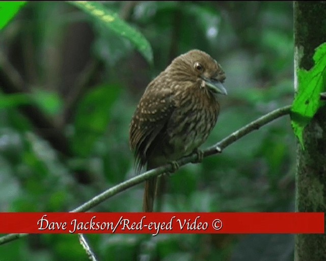 White-whiskered Puffbird - ML201092171