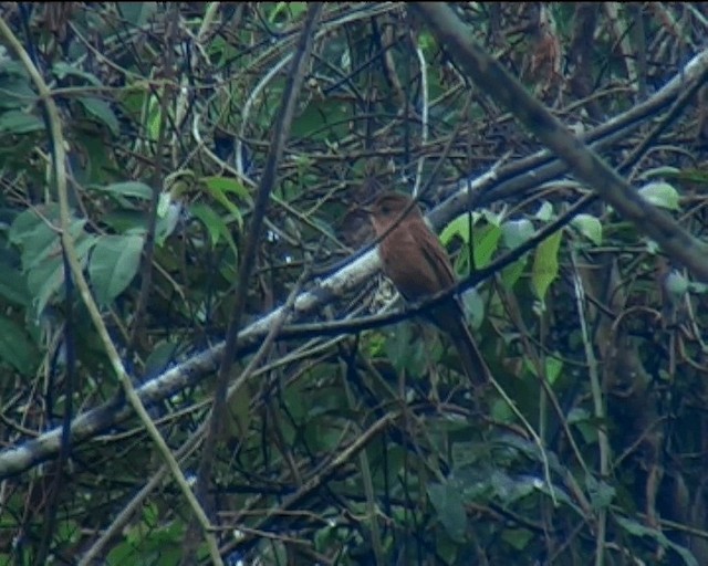 Rufous Mourner - ML201092201