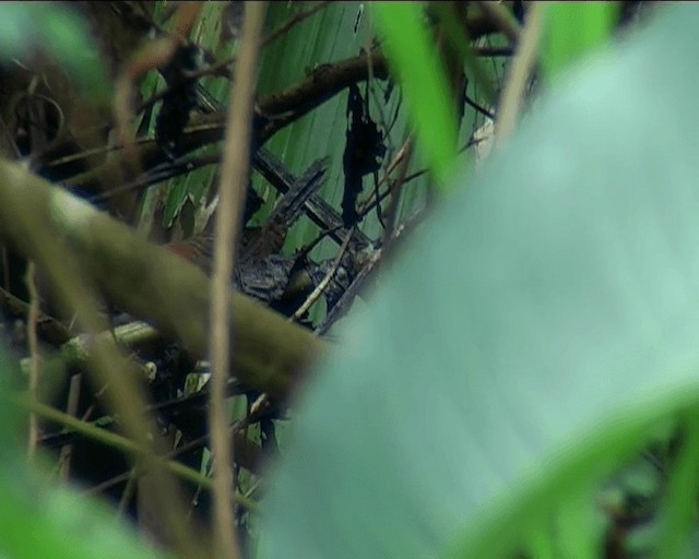 Troglodyte à calotte noire (groupe castaneus) - ML201092231