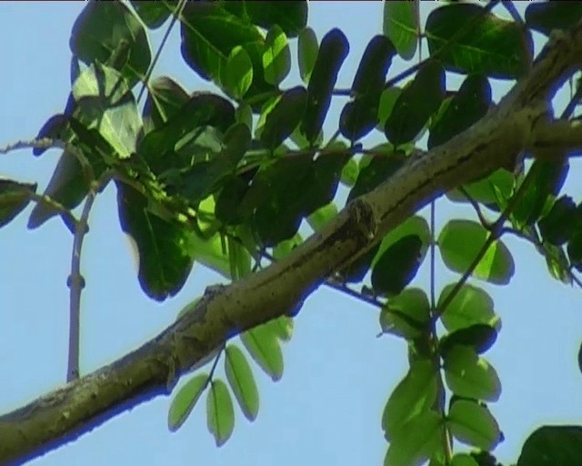 Beautiful Sunbird (Beautiful) - ML201092251