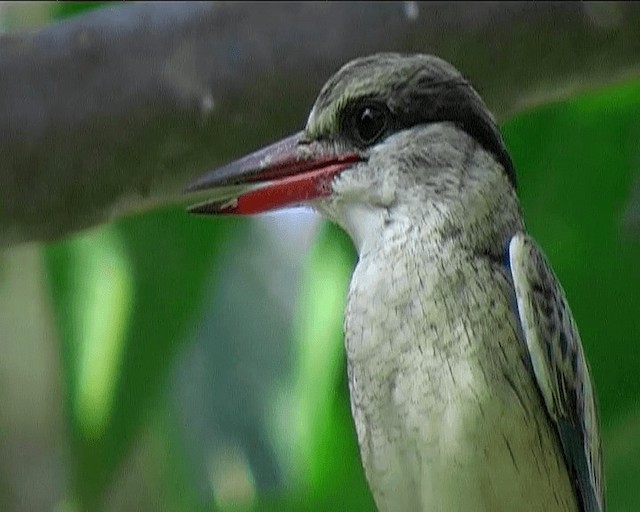 Striped Kingfisher - ML201092311