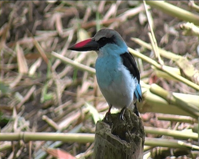 Martin-chasseur à poitrine bleue - ML201092321