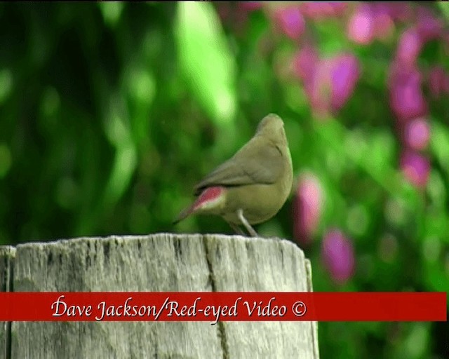 Red-billed Firefinch - ML201092341