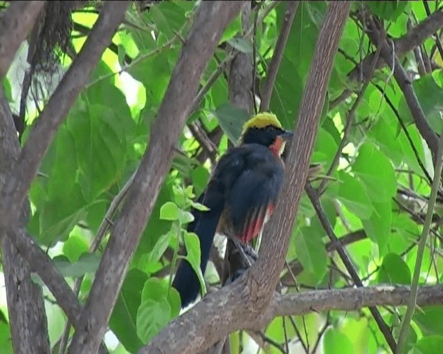 Yellow-crowned Gonolek - ML201092381