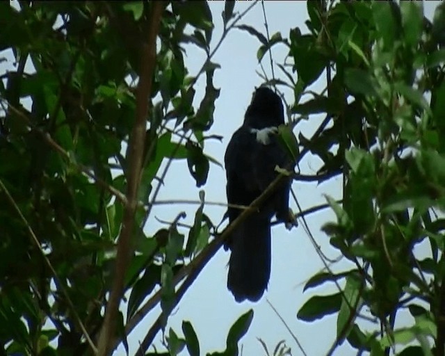 Bearded Barbet - ML201092411