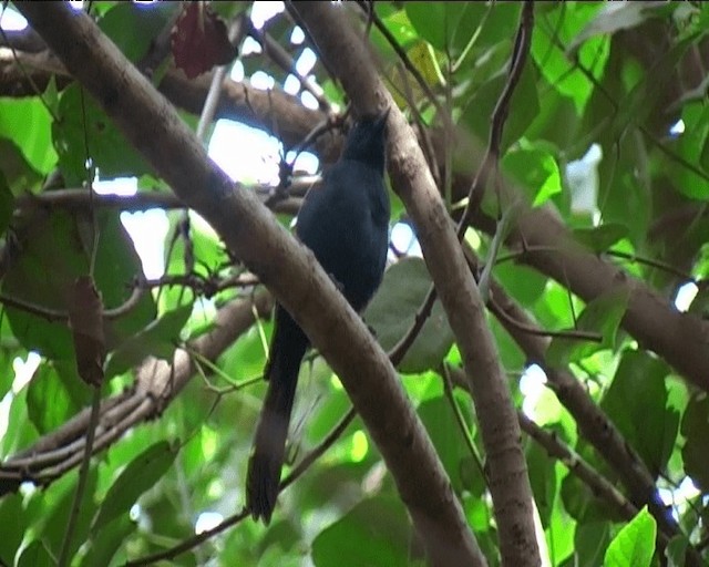 Northern Black-Flycatcher - ML201092421