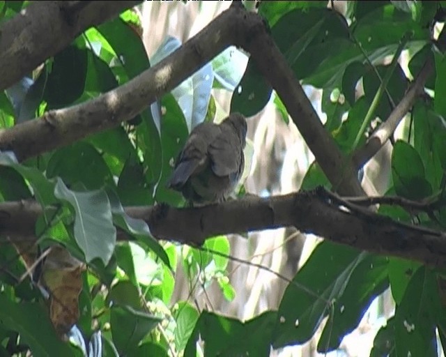 Little Greenbul - ML201092451