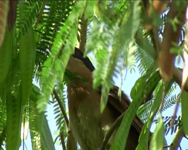 Coucal du Sénégal - ML201092461