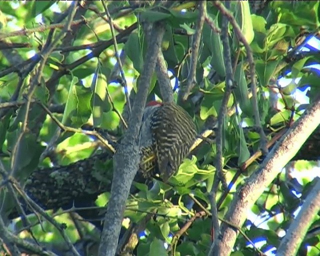 Cardinal Woodpecker - ML201092481