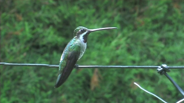 Long-billed Starthroat - ML201092521