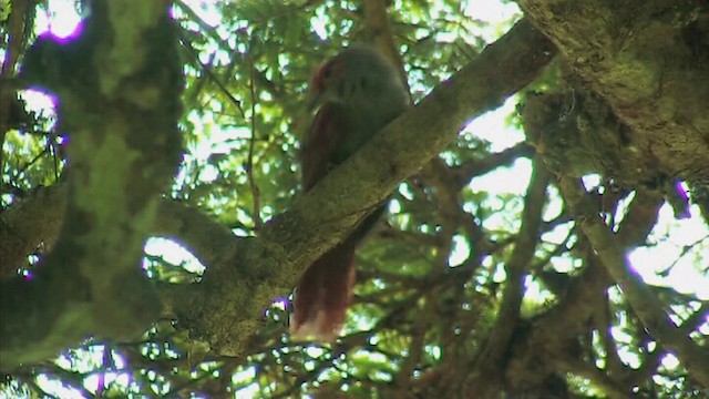 Slaty Spinetail - ML201092541