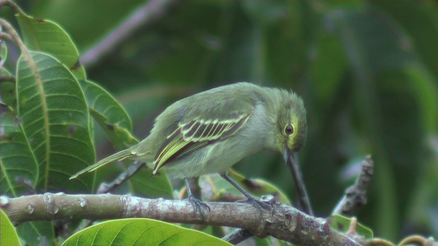 キマユコタイランチョウ（chrysops） - ML201092571