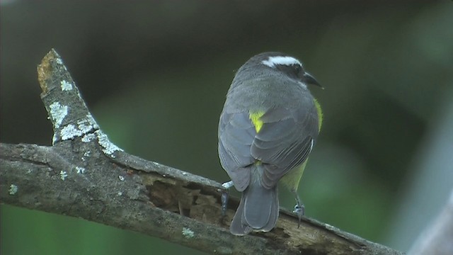 Bananaquit - ML201092621