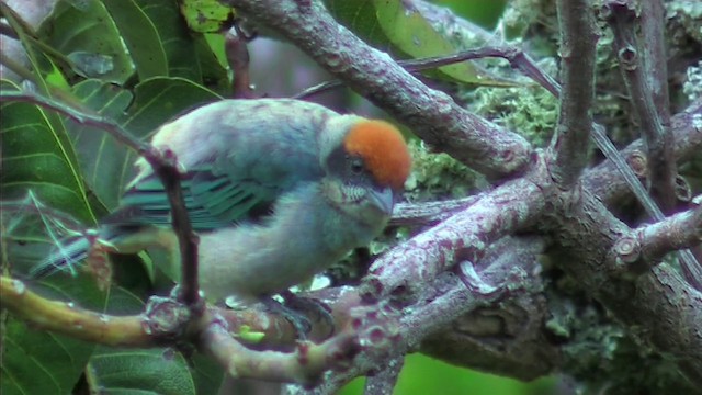 Scrub Tanager - ML201092671