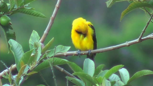 Yellow-backed Oriole - ML201092701