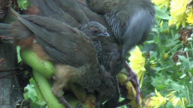 Colombian Chachalaca - ML201092731
