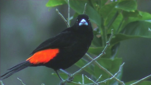 Flame-rumped Tanager (Flame-rumped) - ML201092761