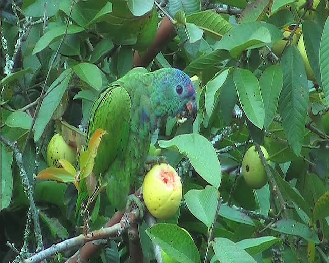 Blue-headed Parrot (Blue-headed) - ML201092901