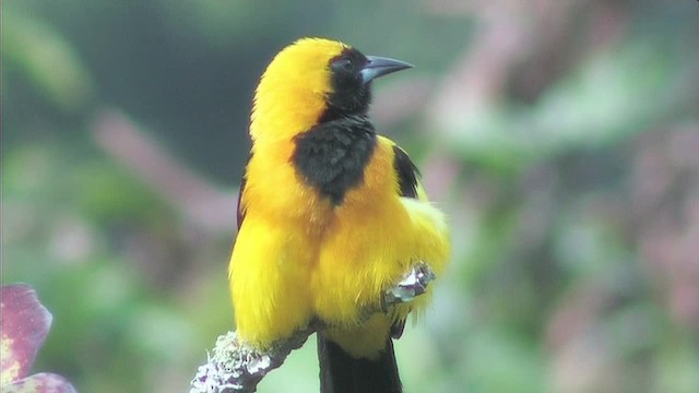 Yellow-backed Oriole - ML201092971