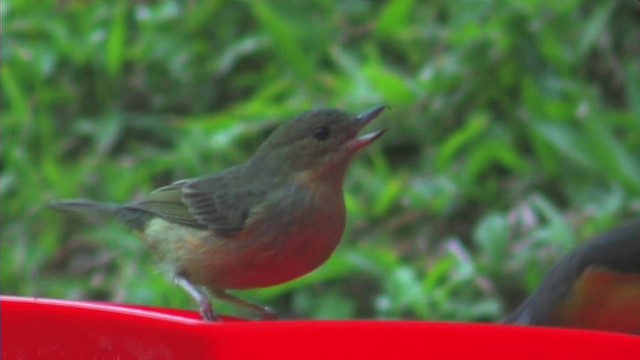 ムネアカハナサシミツドリ - ML201093191