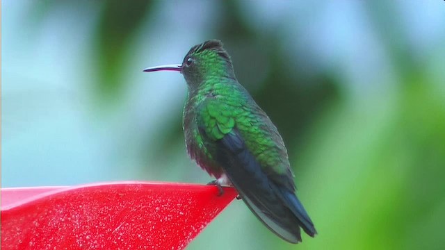 kolibřík blýskavý - ML201093211