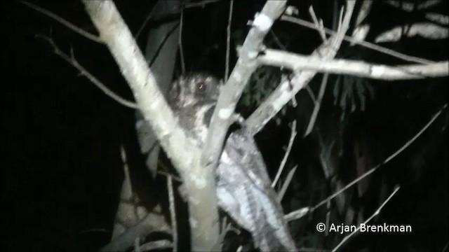 Maluku Egoteli - ML201093311