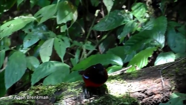 Graceful Pitta - ML201093331