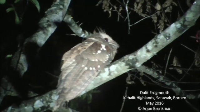 Dulit Frogmouth - ML201093341