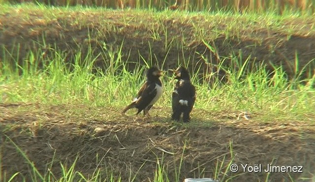 Siamese Pied Starling - ML201093351