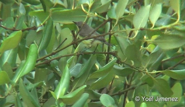 Golden-bellied Gerygone - ML201093361