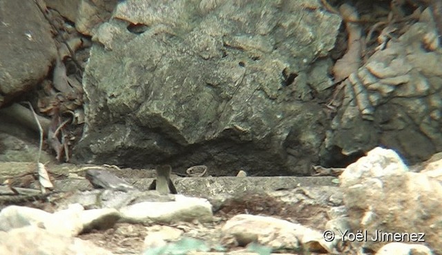 Pale-legged Leaf Warbler - ML201093551