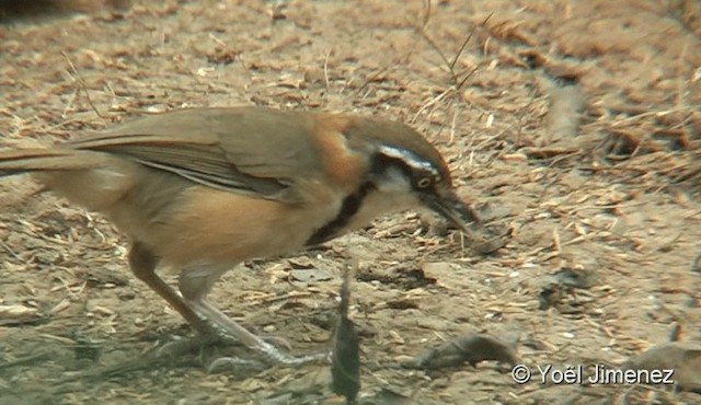 Lesser Necklaced Laughingthrush - ML201093571