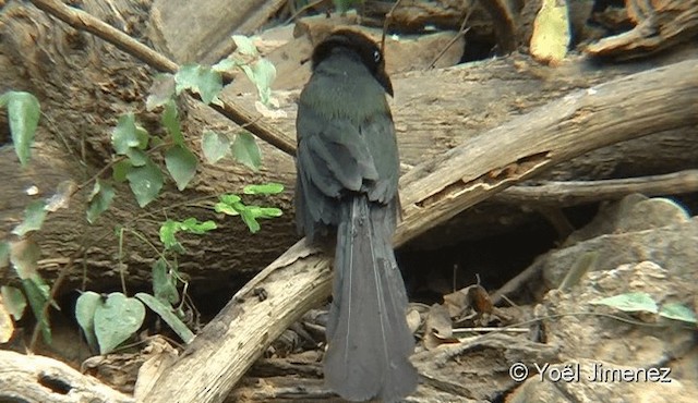 Racket-tailed Treepie - ML201093581