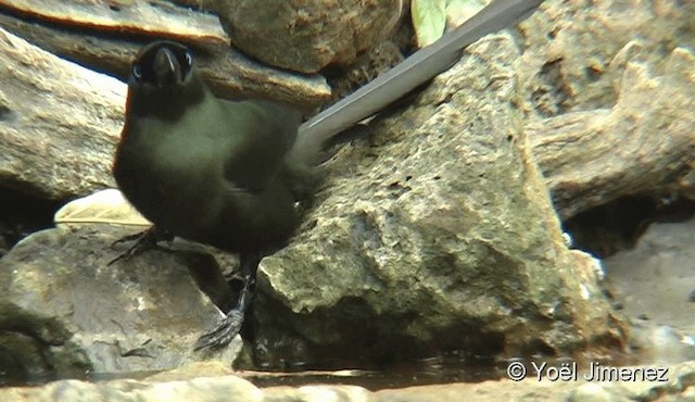 Racket-tailed Treepie - ML201093591