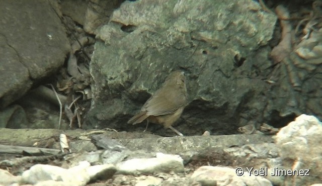 Abbott's Babbler - ML201093691