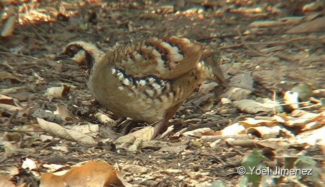 Bar-backed Partridge - ML201093761