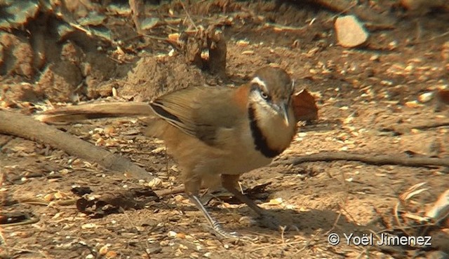 Lesser Necklaced Laughingthrush - ML201093781