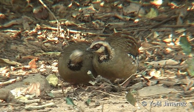 Bar-backed Partridge - ML201093791