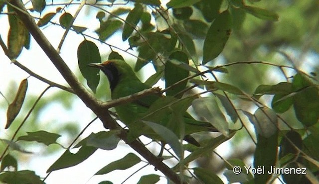 Goldstirn-Blattvogel - ML201093801