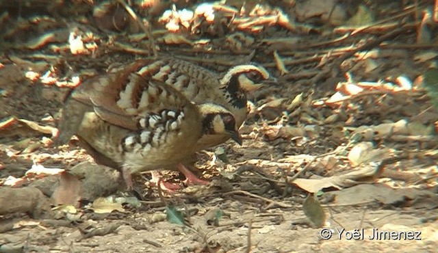 Bar-backed Partridge - ML201093831