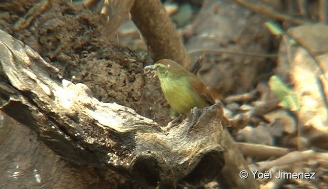 Pin-striped Tit-Babbler - ML201093841