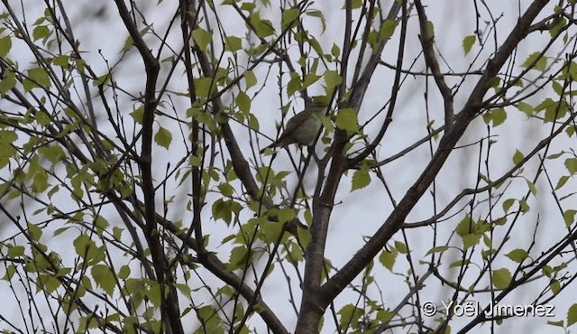 Iberian Chiffchaff - ML201093851