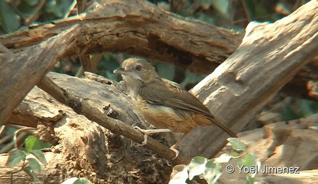 Abbott's Babbler - ML201093871