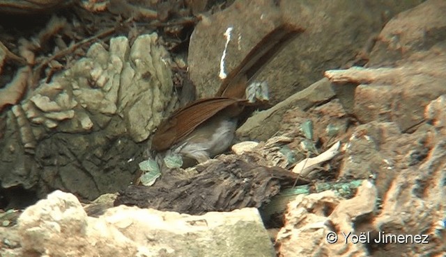 Large Scimitar-Babbler - ML201093891