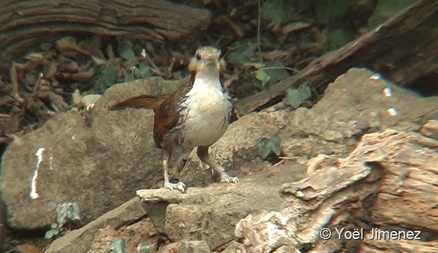 Large Scimitar-Babbler - ML201093951