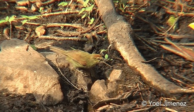 Pin-striped Tit-Babbler - ML201093971