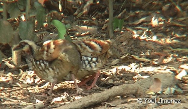 Bar-backed Partridge - ML201093981